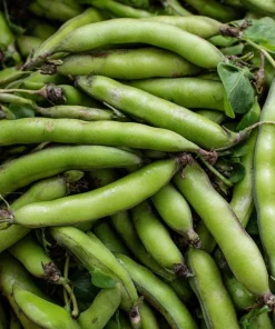 Fava Bean Seeds - 25 High-Yield Legume Seeds for Gardens & Containers - Image 3