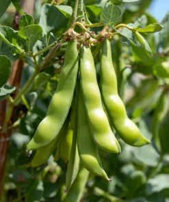 Fava Bean Seeds - 25 High-Yield Legume Seeds for Gardens & Containers - Image 4