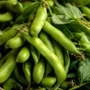 Fava Bean Seeds - 25 High-Yield Legume Seeds for Gardens & Containers - Image 1