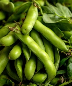 Fava Bean Seeds - 25 High-Yield Legume Seeds for Gardens & Containers - Image 1