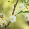 Feather Tree Seeds - Lysiloma Thornberi Desert Shrub, 20 Seeds, White Flowers, USDA Zones 9-11 - Image 1