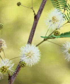 Feather Tree Seeds - Lysiloma Thornberi Desert Shrub, 20 Seeds, White Flowers, USDA Zones 9-11 - Image 1
