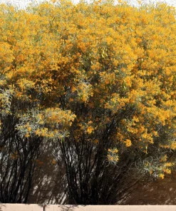 Feathery Cassia Seeds - 50 Yellow Senna Artemisioides Seeds, Evergreen Shrub - Image 2