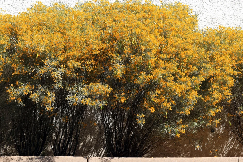 Feathery Cassia Seeds - 50 Yellow Senna Artemisioides Seeds, Evergreen Shrub - Image 2