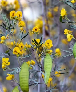 Feathery Cassia Seeds - 50 Yellow Senna Artemisioides Seeds, Evergreen Shrub - Image 3