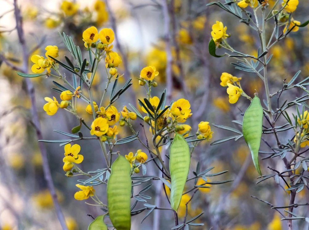 Feathery Cassia Seeds - 50 Yellow Senna Artemisioides Seeds, Evergreen Shrub - Image 3