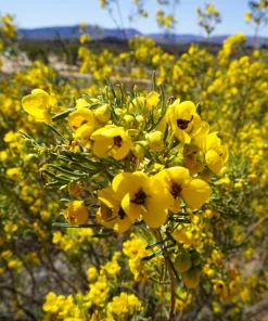 Feathery Cassia Seeds - 50 Yellow Senna Artemisioides Seeds, Evergreen Shrub - Image 4