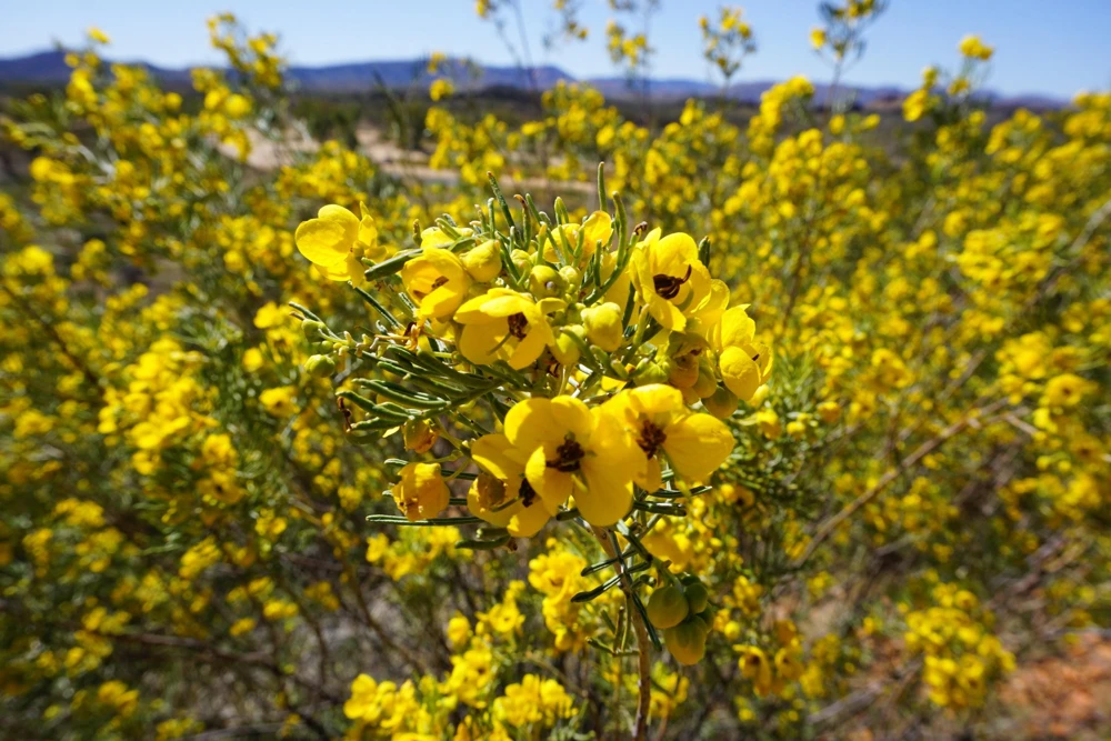 Feathery Cassia Seeds - 50 Yellow Senna Artemisioides Seeds, Evergreen Shrub - Image 4