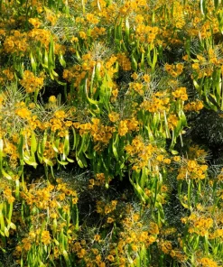 Feathery Cassia Seeds - 50 Yellow Senna Artemisioides Seeds, Evergreen Shrub - Image 5