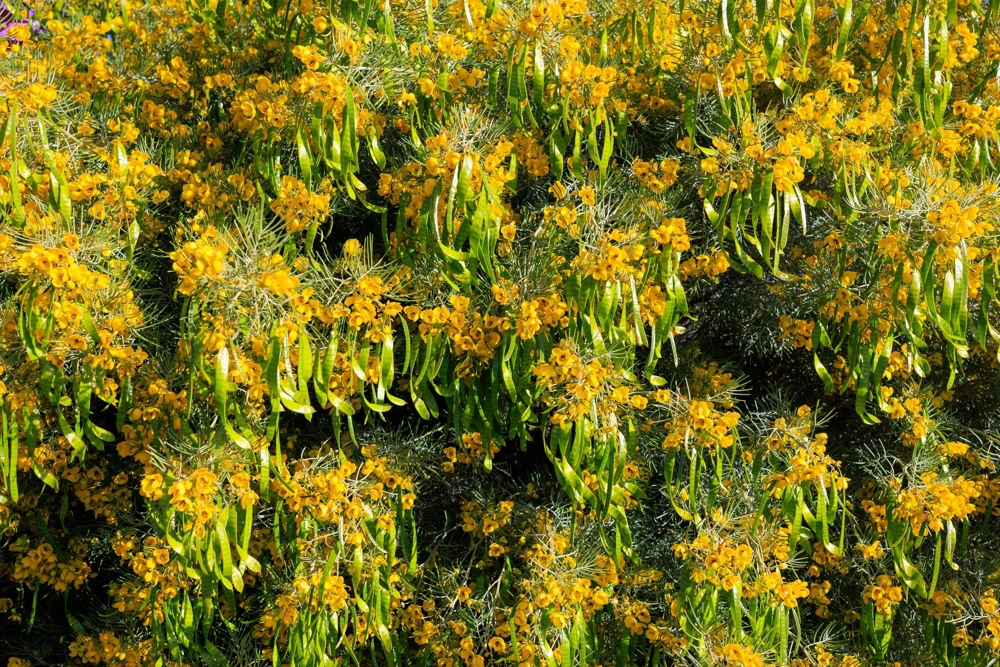 Feathery Cassia Seeds - 50 Yellow Senna Artemisioides Seeds, Evergreen Shrub - Image 5