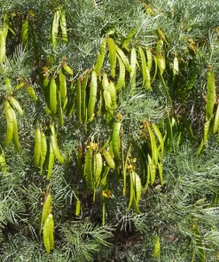 Feathery Cassia Seeds - 50 Yellow Senna Artemisioides Seeds, Evergreen Shrub - Image 7