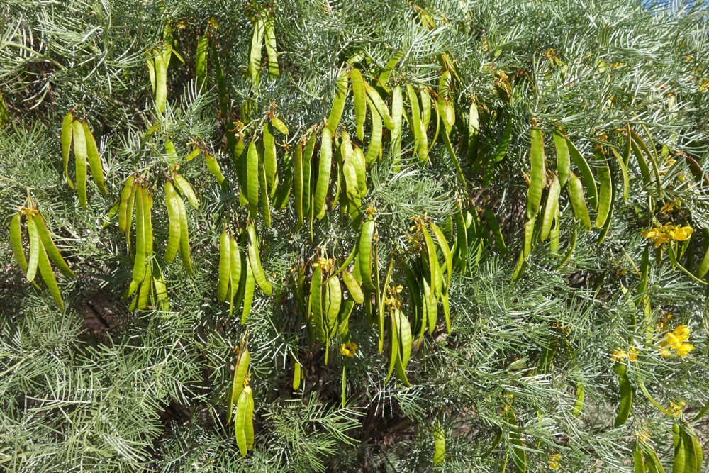 Feathery Cassia Seeds - 50 Yellow Senna Artemisioides Seeds, Evergreen Shrub - Image 7