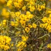 Feathery Cassia Seeds - 50 Yellow Senna Artemisioides Seeds, Evergreen Shrub - Image 1