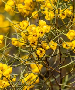 Feathery Cassia Seeds - 50 Yellow Senna Artemisioides Seeds, Evergreen Shrub - Image 1