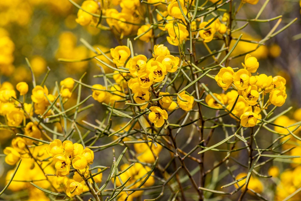 Feathery Cassia Seeds - 50 Yellow Senna Artemisioides Seeds, Evergreen Shrub - Image 1