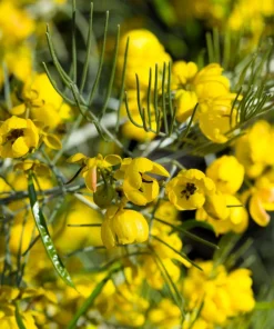 Feathery Cassia Seeds - 50 Yellow Senna Artemisioides Seeds, Evergreen Shrub - Image 8