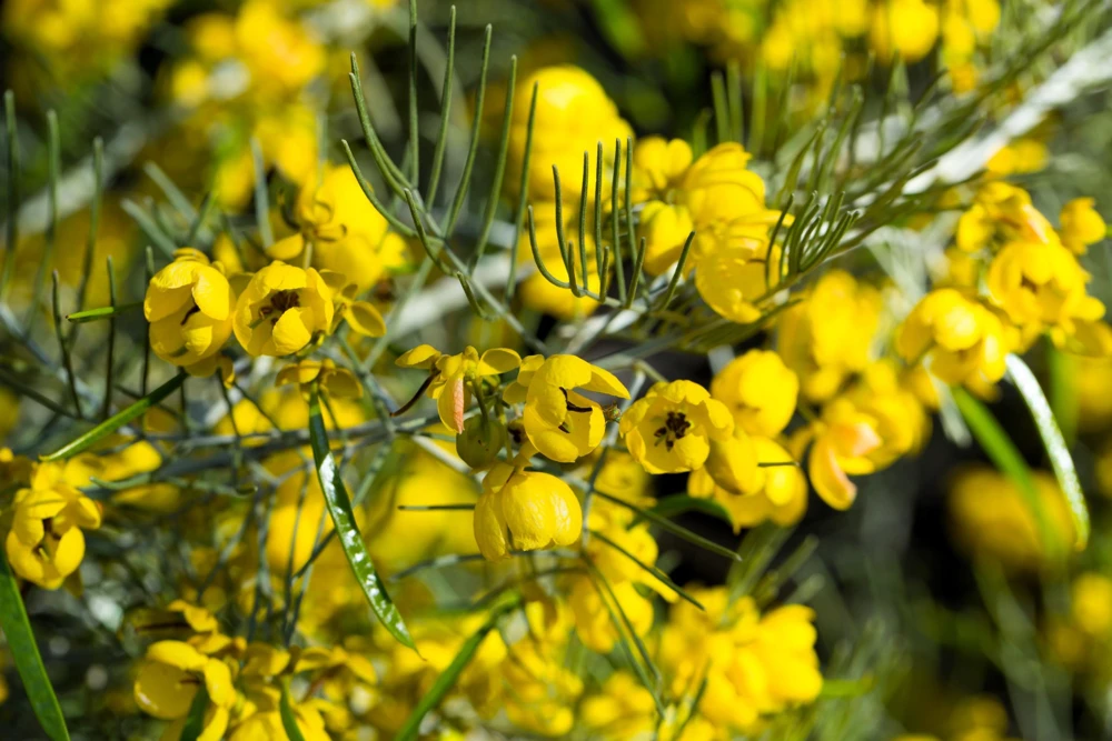 Feathery Cassia Seeds - 50 Yellow Senna Artemisioides Seeds, Evergreen Shrub - Image 8