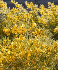 Feathery Cassia Seeds - 50 Yellow Senna Artemisioides Seeds, Evergreen Shrub - Image 9