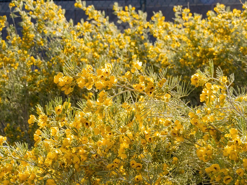Feathery Cassia Seeds - 50 Yellow Senna Artemisioides Seeds, Evergreen Shrub - Image 9