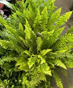 Fern Live Plant – Easy Care Houseplant – Indoor & Outdoor Greenery - Image 3