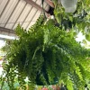 Fern Live Plant – Easy Care Houseplant – Indoor & Outdoor Greenery - Image 1