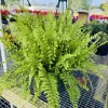 Fern Live Plant - Easy Care Indoor Outdoor Foliage in Nursery Pot - Image 1