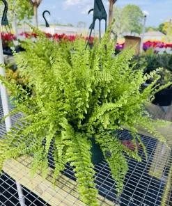 Fern Live Plant - Easy Care Indoor Outdoor Foliage in Nursery Pot - Image 1