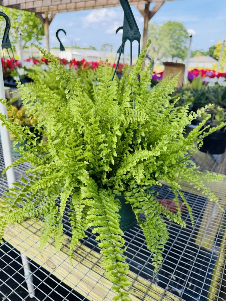 Fern Live Plant - Lush Green Foliage for Indoor & Outdoor - Image 1