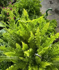 Fern Live Plant – Lush Greenery – Indoor/Outdoor Foliage - Image 2