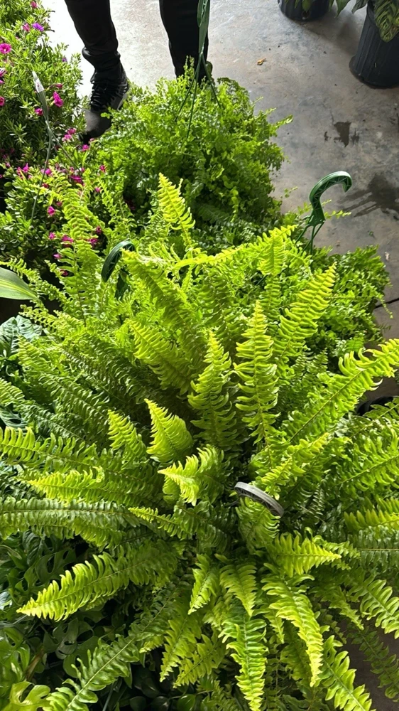 Fern Live Plant – Lush Greenery – Indoor/Outdoor Foliage - Image 2