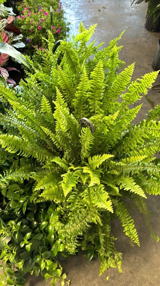 Fern Live Plant – Lush Greenery – Indoor/Outdoor Foliage - Image 3