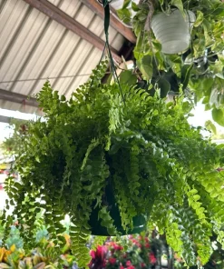 Fern Live Plant – Lush Greenery – Indoor/Outdoor Foliage - Image 1