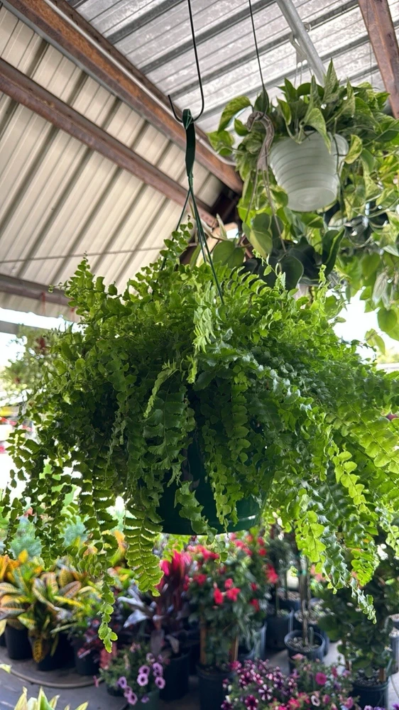 Fern Live Plant – Lush Greenery – Indoor/Outdoor Foliage - Image 1