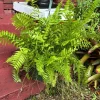 Fern Live Plant – Lush Hanging Basket – Indoor Outdoor Houseplant - Image 1