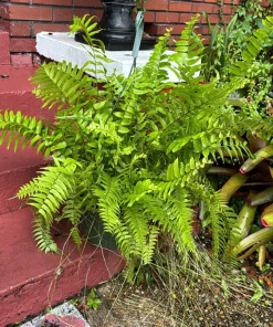 Fern Live Plant – Lush Hanging Basket – Indoor Outdoor Houseplant - Image 1