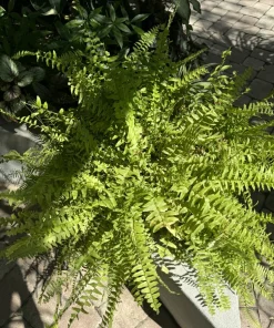 Fern Live Plant – Potted Houseplant – Indoor & Outdoor Foliage - Image 2