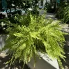 Fern Live Plant – Potted Houseplant – Indoor & Outdoor Foliage - Image 1