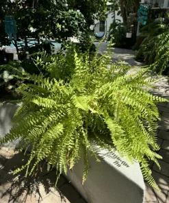 Fern Live Plant – Potted Houseplant – Indoor & Outdoor Foliage - Image 1