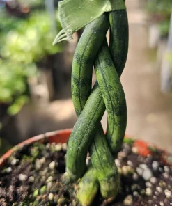 Fernwood Snake Plant Live - Braided Sansevieria - Air Purifying Houseplant - 4in Pot - Image 2