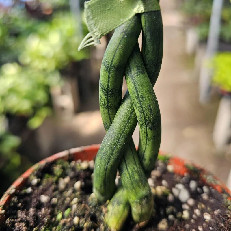 Fernwood Snake Plant Live - Braided Sansevieria - Air Purifying Houseplant - 4in Pot - Image 2