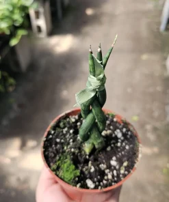 Fernwood Snake Plant Live - Braided Sansevieria - Air Purifying Houseplant - 4in Pot - Image 3