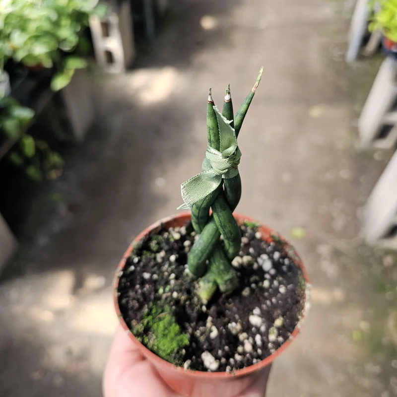 Fernwood Snake Plant Live - Braided Sansevieria - Air Purifying Houseplant - 4in Pot - Image 3