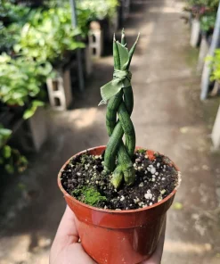 Fernwood Snake Plant Live - Braided Sansevieria - Air Purifying Houseplant - 4in Pot - Image 4