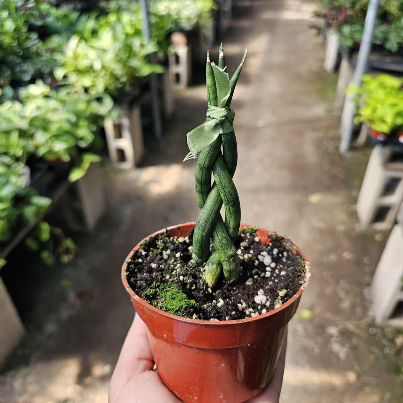 Fernwood Snake Plant Live - Braided Sansevieria - Air Purifying Houseplant - 4in Pot - Image 4