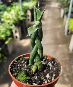 Fernwood Snake Plant Live - Braided Sansevieria - Air Purifying Houseplant - 4in Pot - Image 1