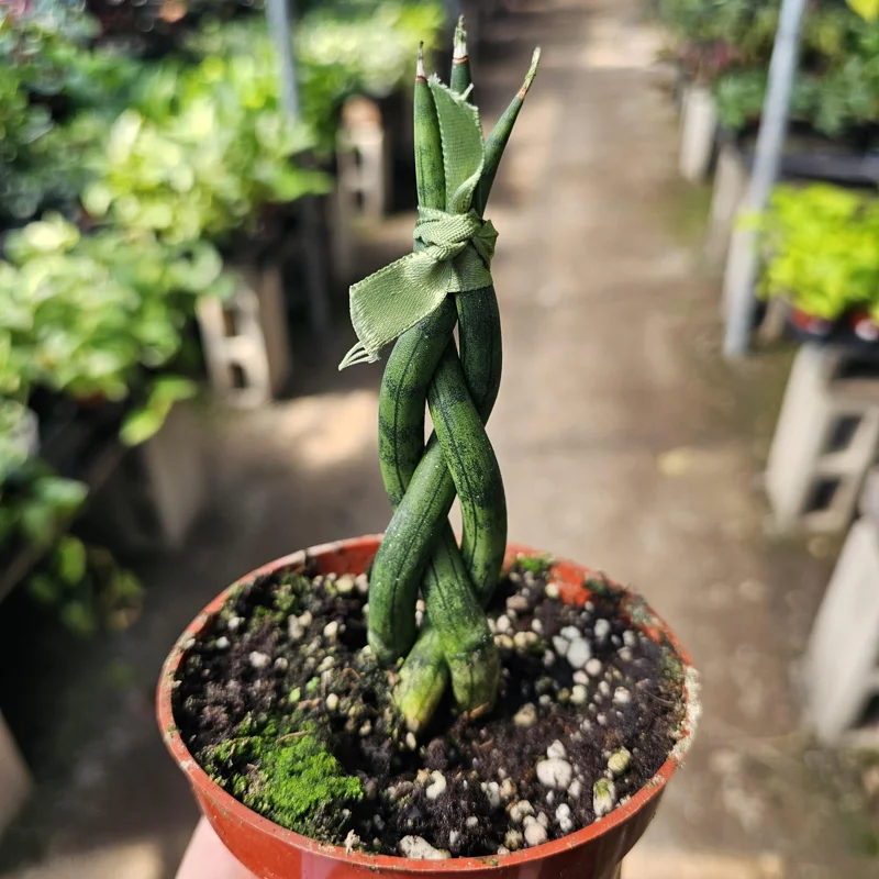Fernwood Snake Plant Live - Braided Sansevieria - Air Purifying Houseplant - 4in Pot - Image 1