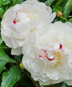 Festiva Maxima Peony Bare Root – White Double Flower Perennial Outdoor - Image 2