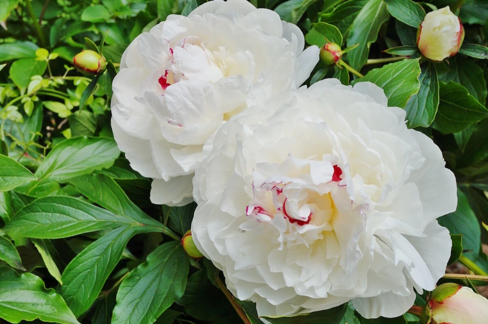 Festiva Maxima Peony Bare Root – White Double Flower Perennial Outdoor - Image 2