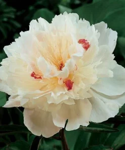 Festiva Maxima Peony Bare Root – White Double Flower Perennial Outdoor - Image 3