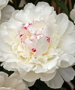 Festiva Maxima Peony Bare Root – White Double Flower Perennial Outdoor - Image 1
